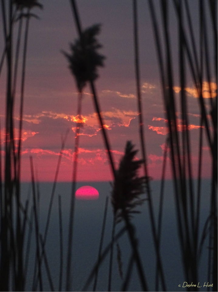 Coral coloured sun ascends through grey cloud with phragmites in the foreground